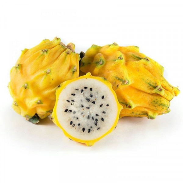 Pythaghia - Dragon Fruit big