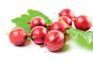 Gooseberry